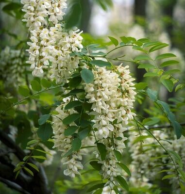 Planta de Sofora, Sophora Japonica. Arbol de las pagodas