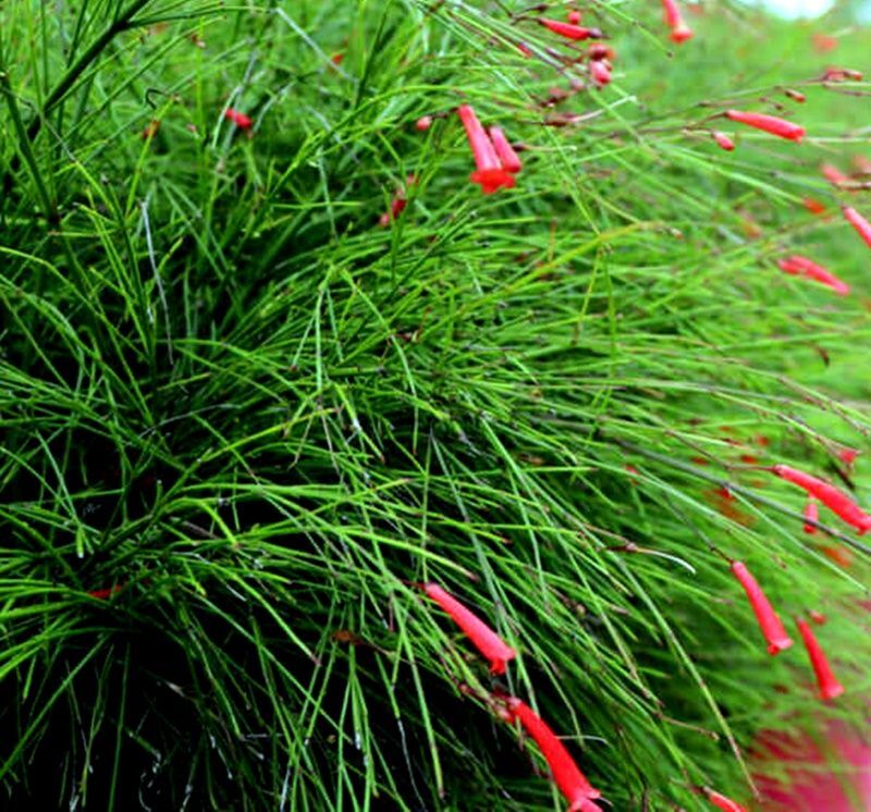 Planta de Ruselia, Lagrimas de Amor - Russelia Equisetiformis