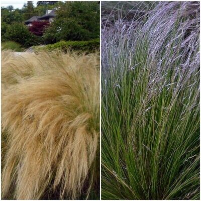 Planta de Nassella Tenuissima Estopa. Stipa. Cola de Pony