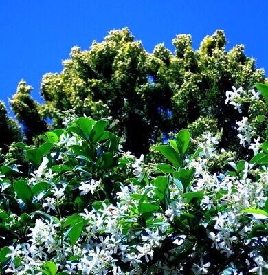 Planta Natural Trachelospermum Jasminoides, Jazmin de Leche