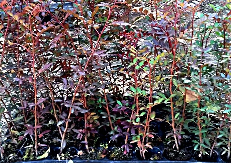 Planta de Pistacia Lentiscus - Lentisco 70 - 80 cm