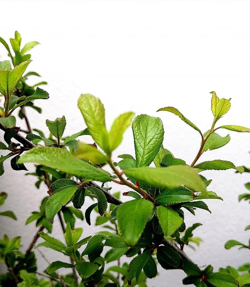 Planta de Prunus Spinosa - Endrino. Altura 20 - 30 Cm