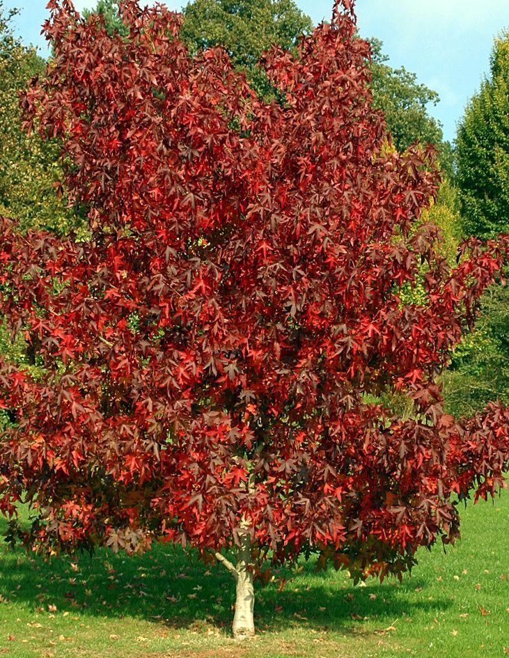 Planta de Liquidambar Styraciflua - Liquidambar