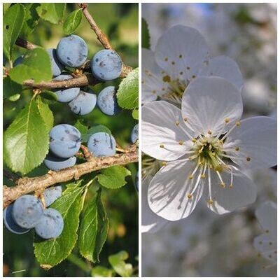 Planta de Prunus Spinosa - Endrino. Altura 20 - 30 Cm