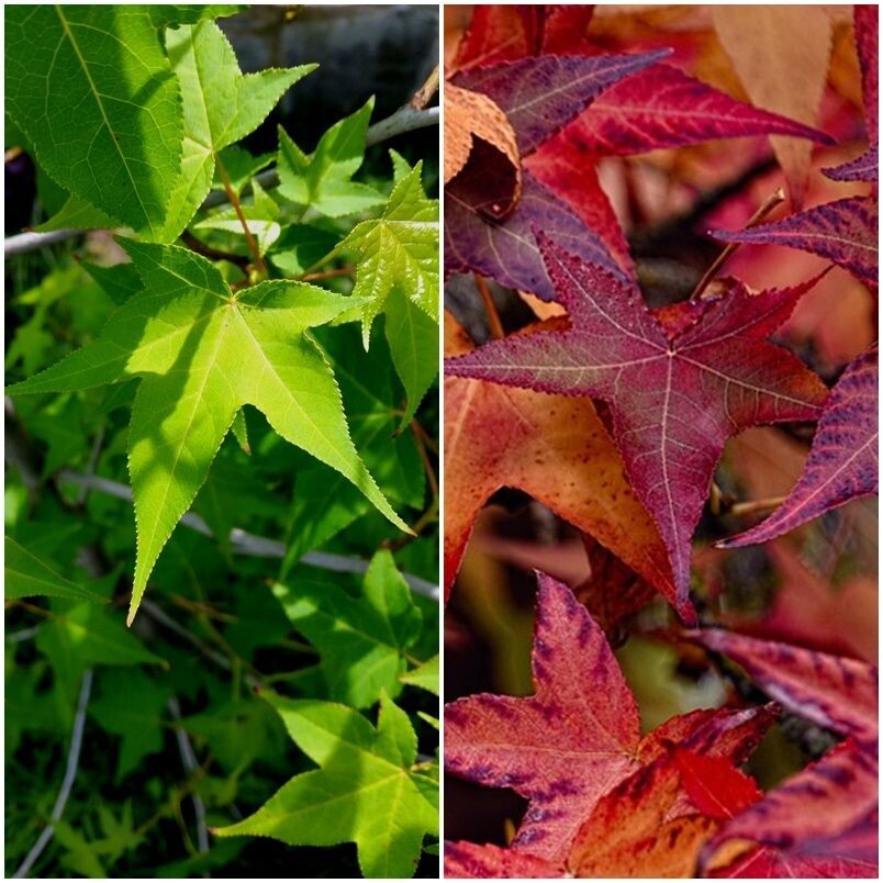 Planta de Liquidambar Styraciflua - Liquidambar
