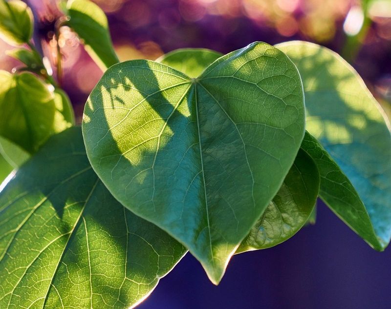 Planta de Cercis Siliquastrum Árbol del Amor. 20 -30 Cm