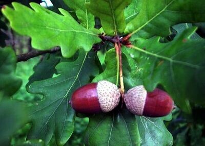 Roble comun. Quercus Robur. Arbol Grande. 30-40cm.