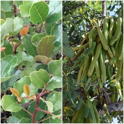 Planta de Ceratonia Siliqua - Algarrobo. en Cepellon