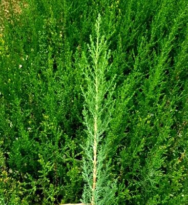 50 Cipres Cupressus Sempervirens para Cierres o Setos. 50 Cipres Cupressus Sempervirens para Cierres o Setos.