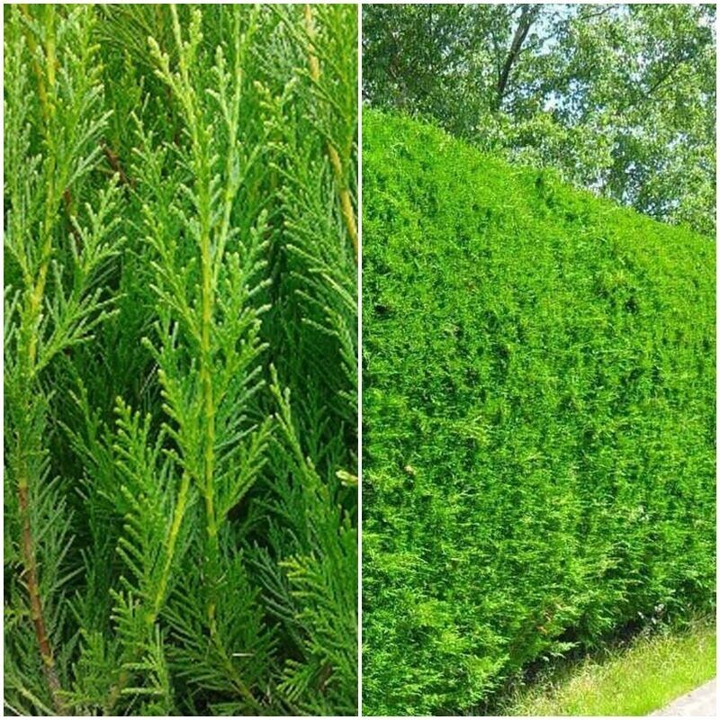 10 Plantas de Leylandii. Cupressocyparis. Setos