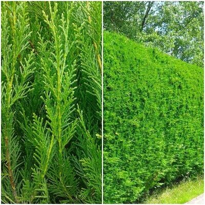 Planta natural de Leylandii. Cupressocyparis. Setos