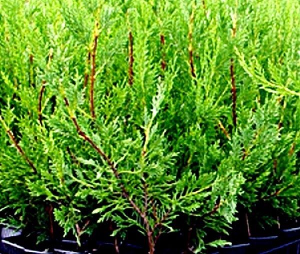 10 Plantas de Leylandii. Cupressocyparis. Setos