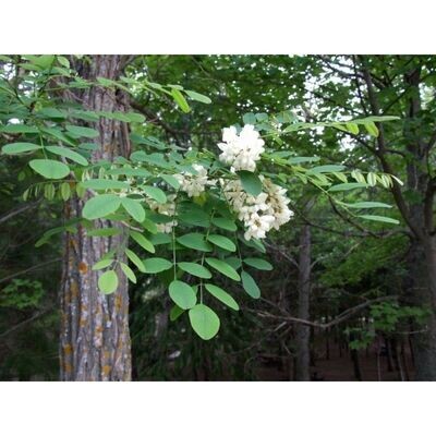 Planta de Robinia Pseudoacacia - Falsa Acacia.