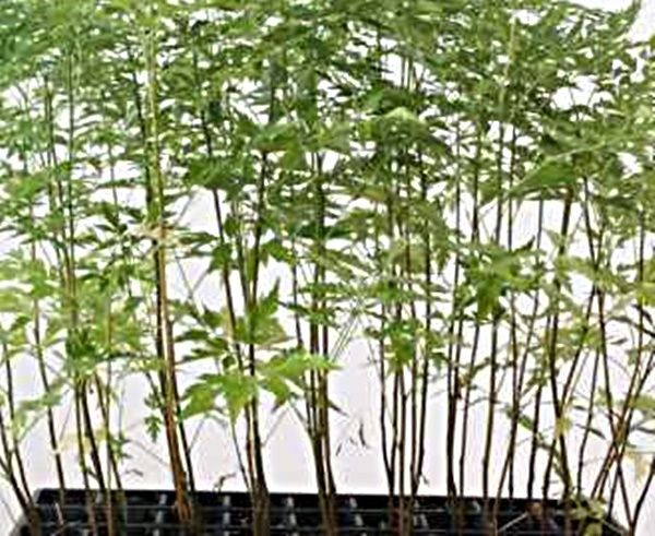 Planta de Melia Azedarach - Melia, Cinamomo