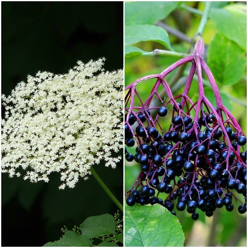 Planta de Sambucus Nigra - Sauco. Altura 20 - 30 Cm