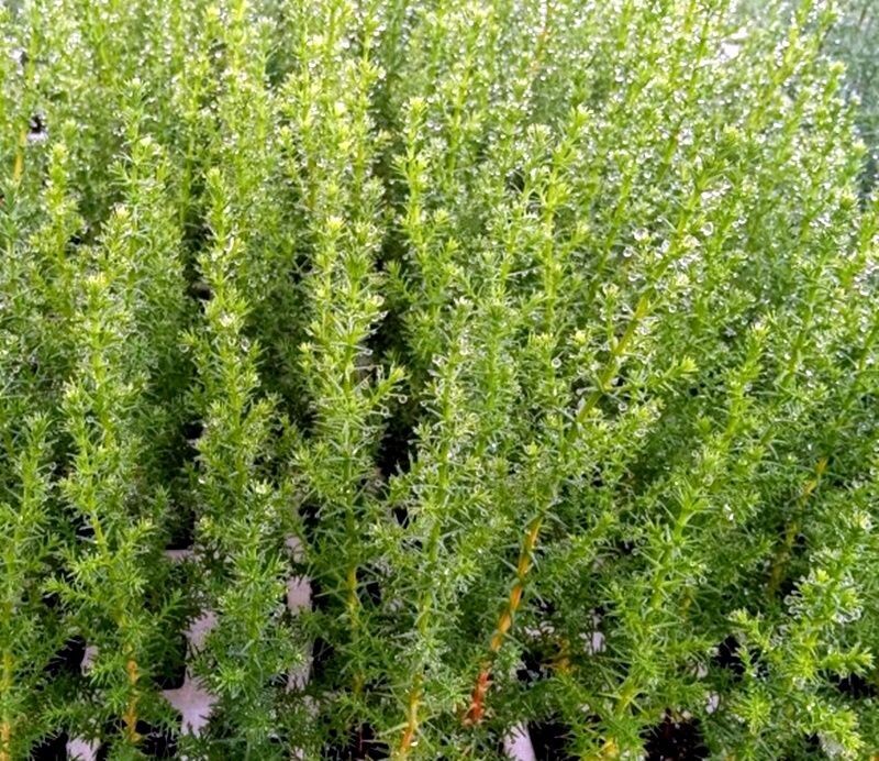 Planta Cupressus Macrocarpa. Cipres Aroma Limón. 25 - 30 Cm.