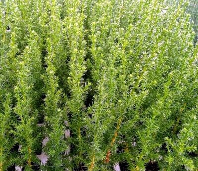 Planta Cupressus Macrocarpa. Cipres Aroma Limón. 25 - 30 Cm.