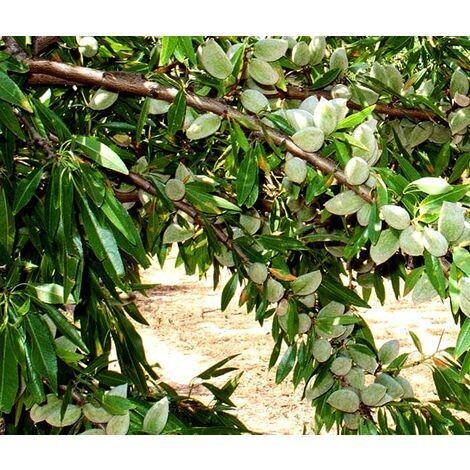 Almendro Pentacebas