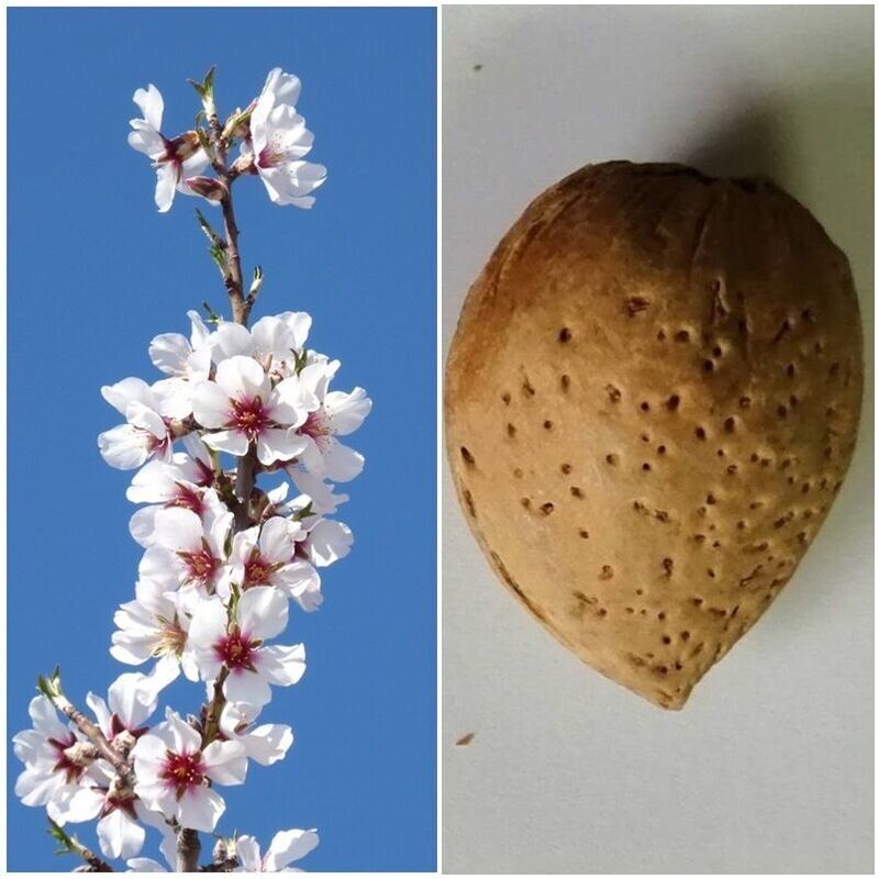 Planta Frutal de Almendro Vialfas. Resiste a Enfermedades