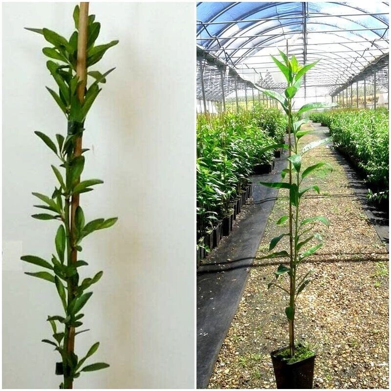 Planta Frutal Almendro Avijor. Tardío, para Zonas Frias