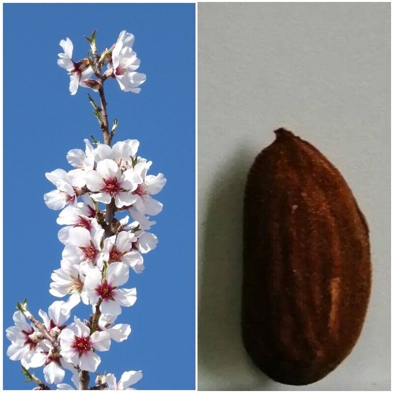 Planta Frutal Almendro Soleta. Pepita Grande