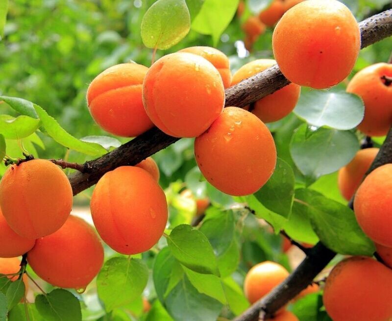 Planta Frutal Albaricoquero Currot. Albaricoque Temprano