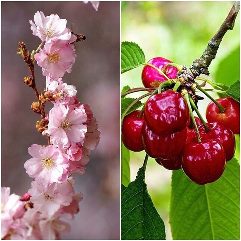 Planta Frutal Cerezo Lapins. Altura planta 80 - 100 Cm