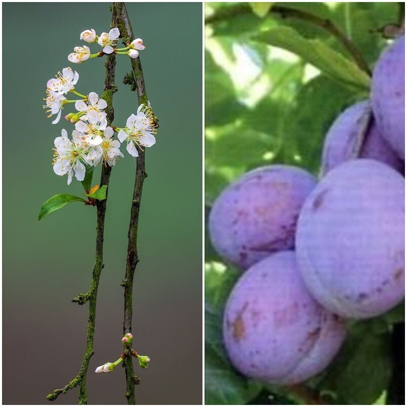 Arbol Frutal Ciruelo President. Frutos Gruesos. Altura 80 - 100 Cm