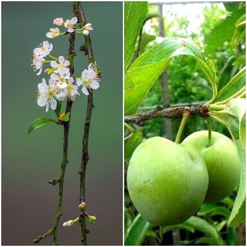 Planta de Frutal Ciruelo Reina Claudia Verde. 80 - 100 Cm