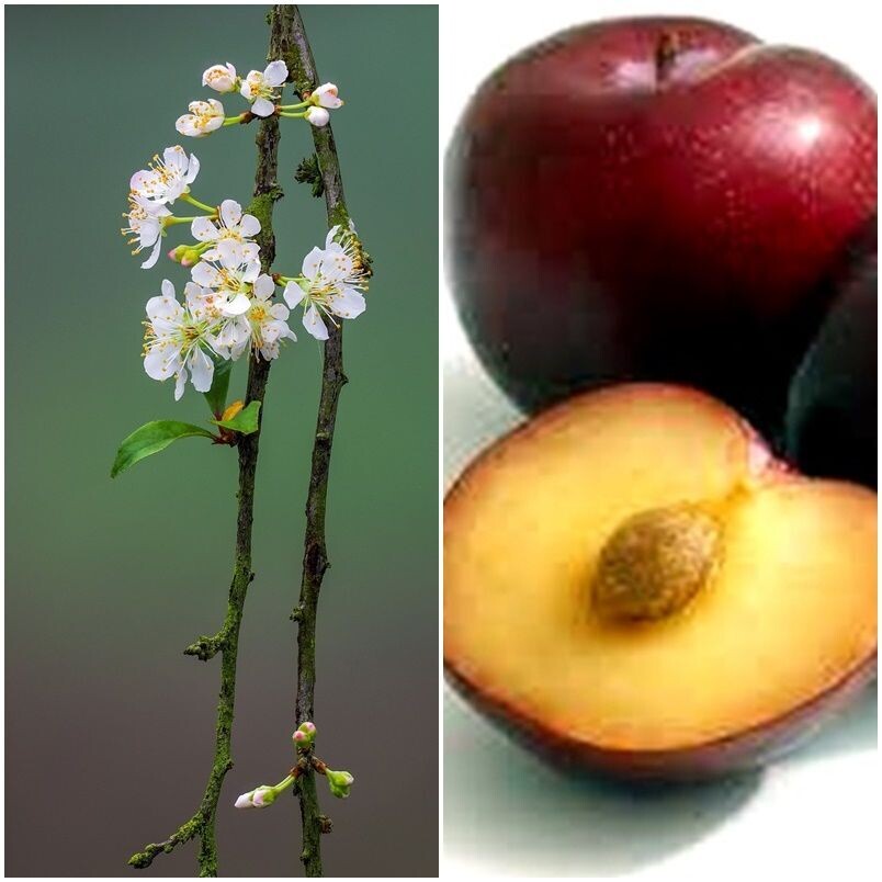 Planta Frutal Ciruelo Fortune. Frutos de Alta Calidad. Temprano. 80 - 100 Cm