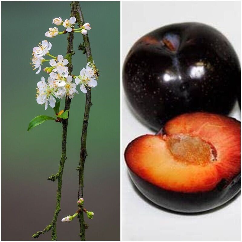 Planta Frutal Ciruelo Black Diamond. Piel Negra. 80 - 100 Cm