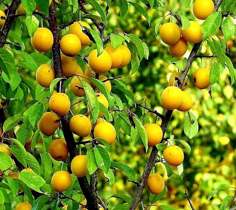 Arbol Frutal Ciruelo Sungold. 80 - 100 Cm