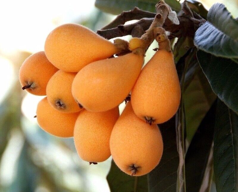 Planta Frutal Níspero del Japón. Planta de 80 - 100 Cm