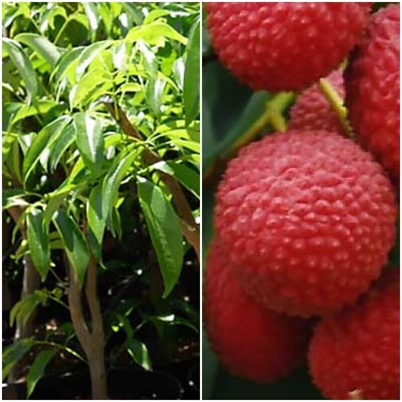 Planta Frutal Tropical Lichi. Muy productivo