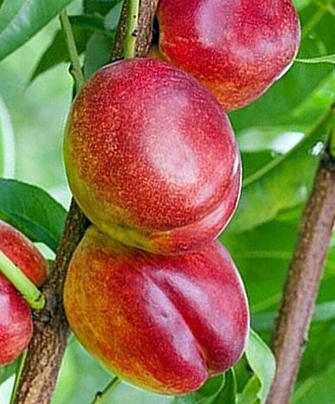 Arbol Frutal Nectarino Flavortop. Nectarina Carne Amarilla