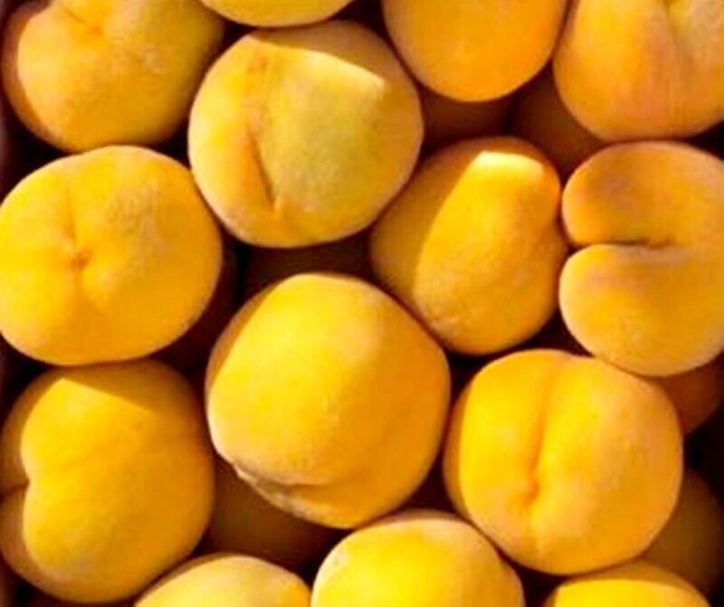 Frutal Melocotonero Melocoton de Calanda