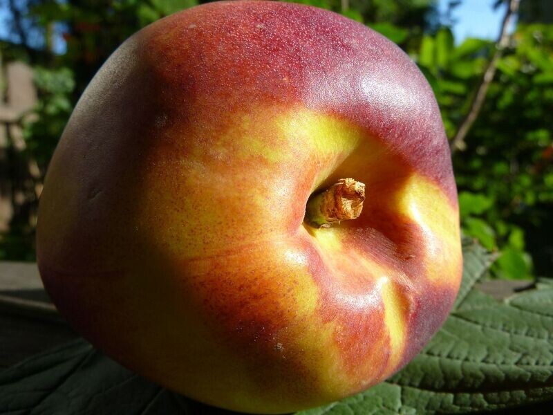 Planta de Frutal Nectarino. Nectarina piel roja carne blanca