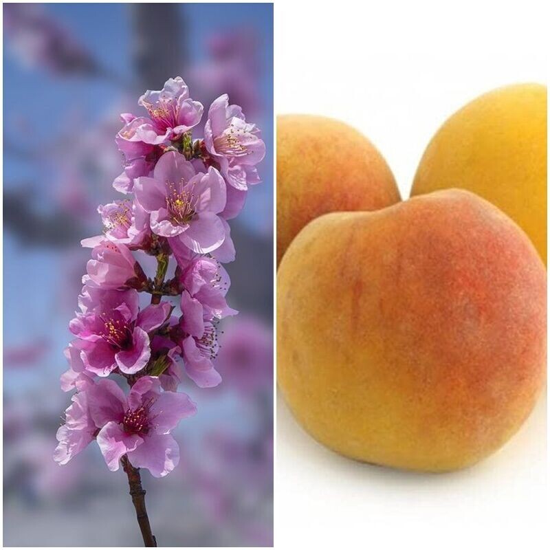 Frutal Melocotonero Variedad Baby Gold. Planta de 80 -100 Cm