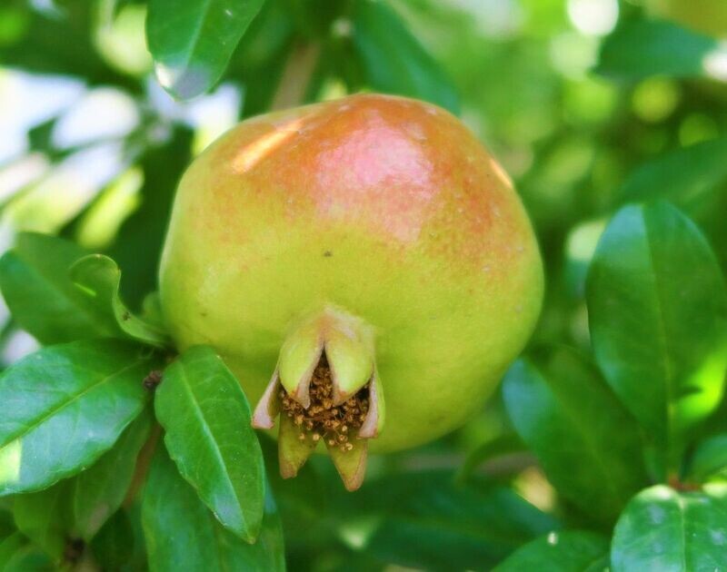 Planta de Frutal Granado Mollar de Elche