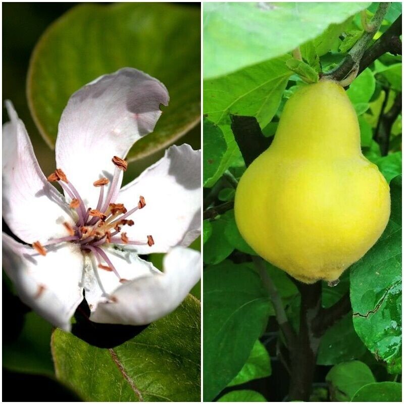 Planta de Frutal Membrillo Wranja, Cydonia Oblonga