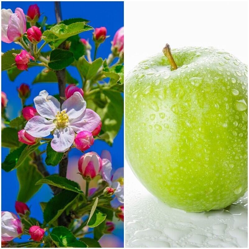 Planta Frutal Manzano Manzana Verde Doncella
