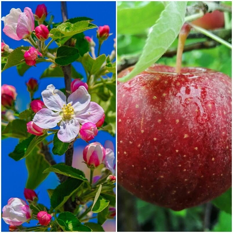 Planta Frutal Manzano Manzana Royal Gala