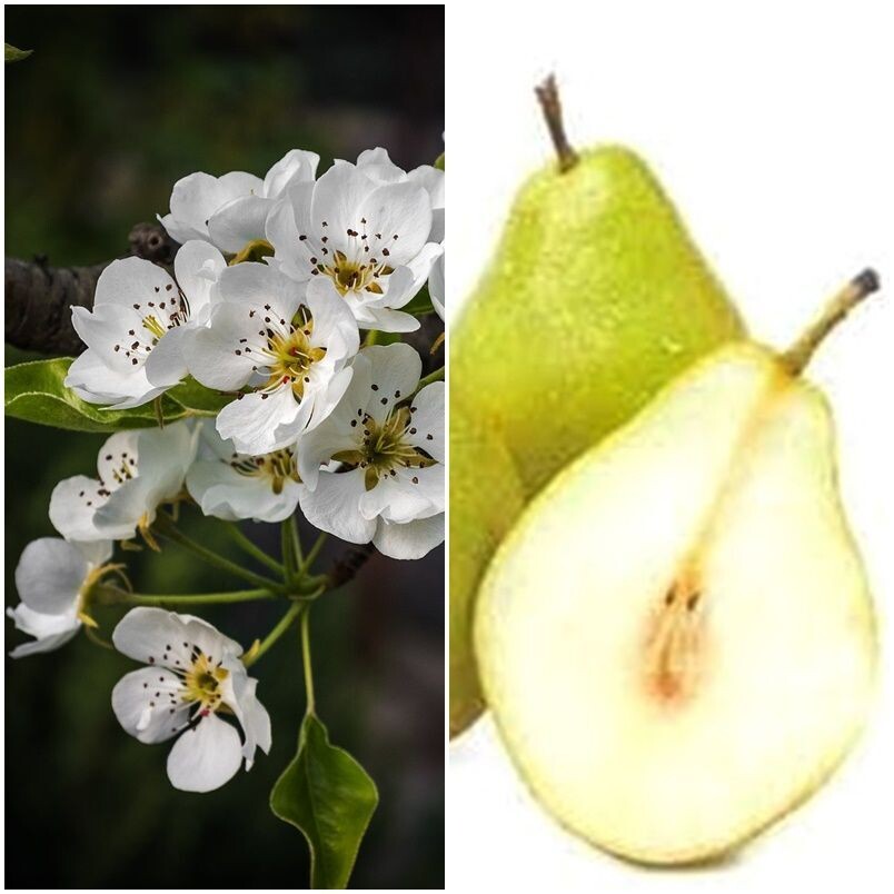 Planta Frutal Pera de Agua, Peral Blanquilla de Aranjuez