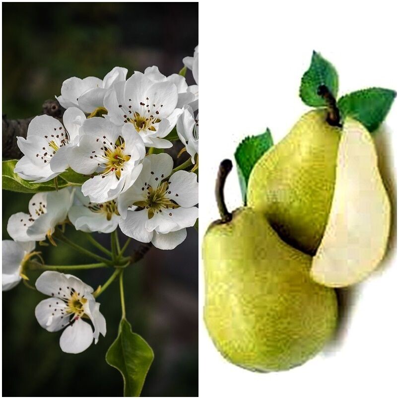 Planta Frutal Peral Williams. Pera Grande Jugosa
