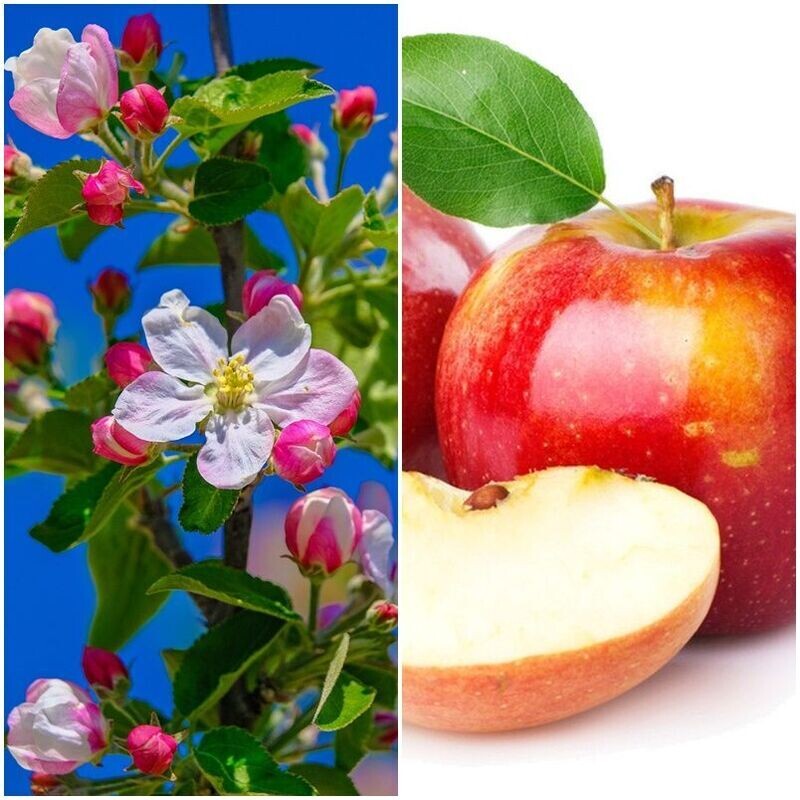 Planta de Frutal Manzano FUJI , Manzana Muy Dulce