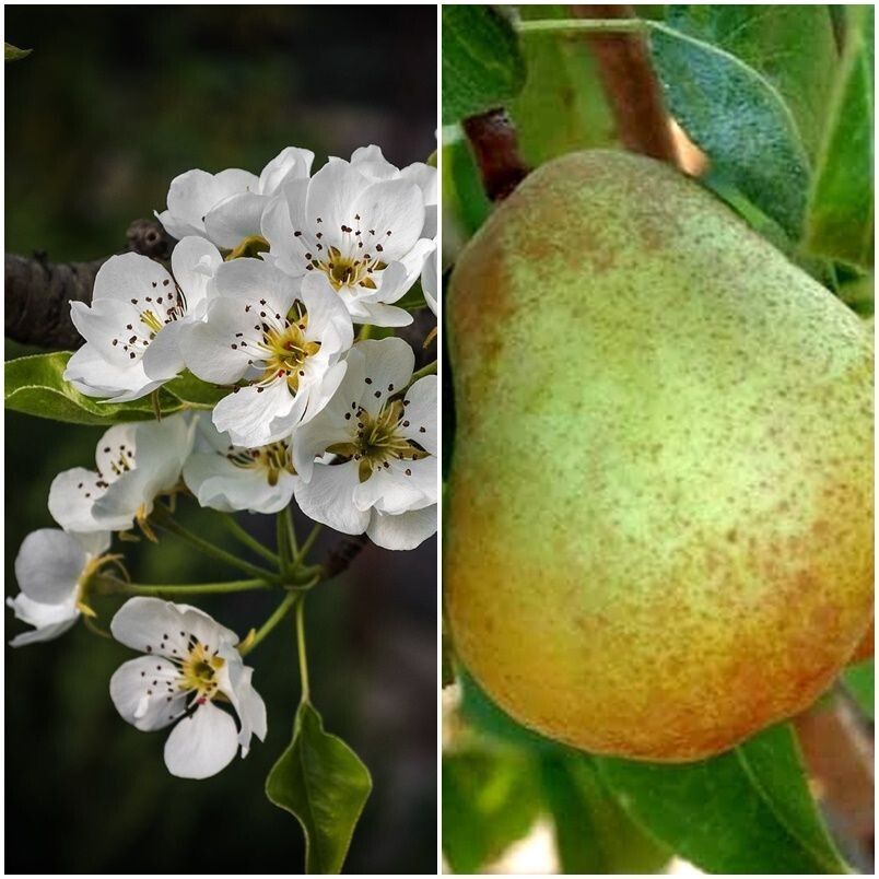 Planta de Frutal Peral Roma. Pera Sabor a Moscatel