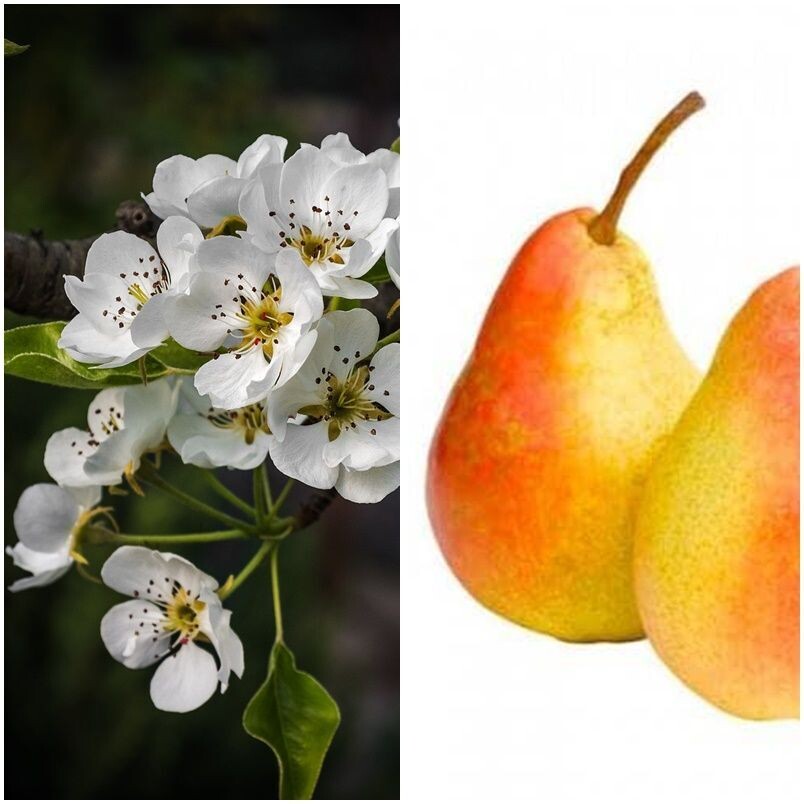 Planta Frutal Peral Ercolini. Variedad Italiana