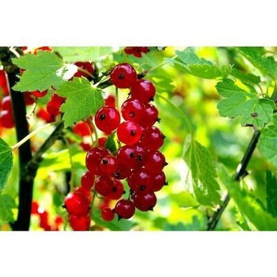 Planta Frutos Silvestres Grosello Rojo, Ribes