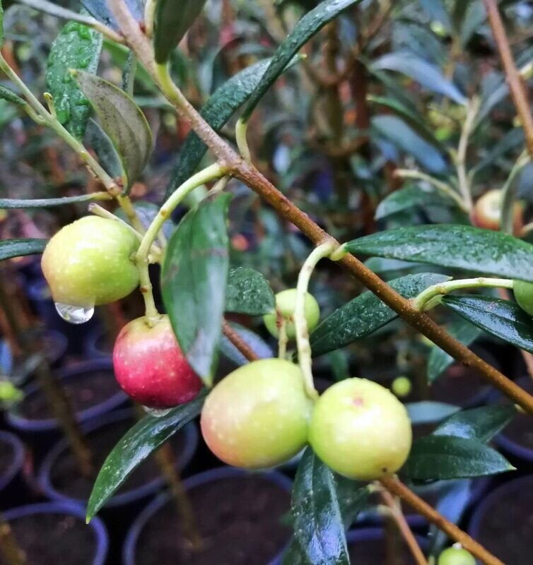 Planta de Frutal Olivo Arbequina, OLEA Europaea. 100 - 110 cm