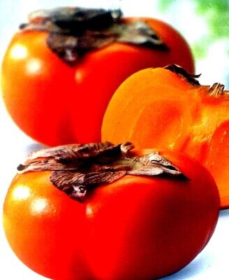 Frutal Kaki Caqui Rojo Brillante. Altura 80 - 100 Cm